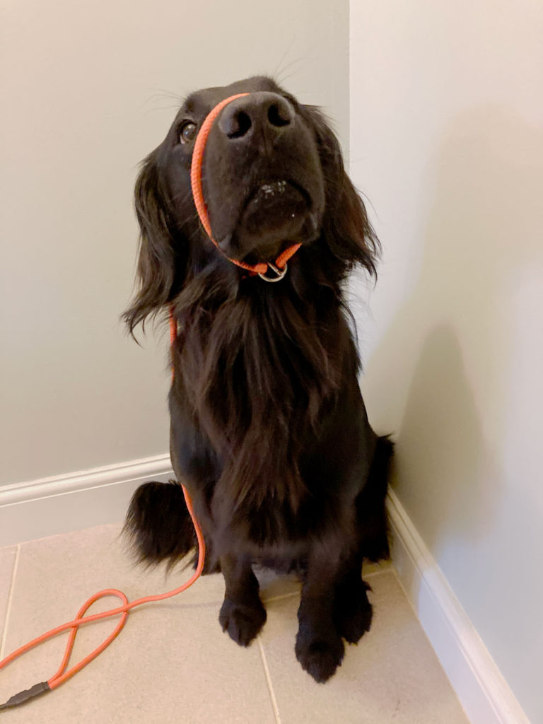 Figure of 8 Lead Gundog Leads