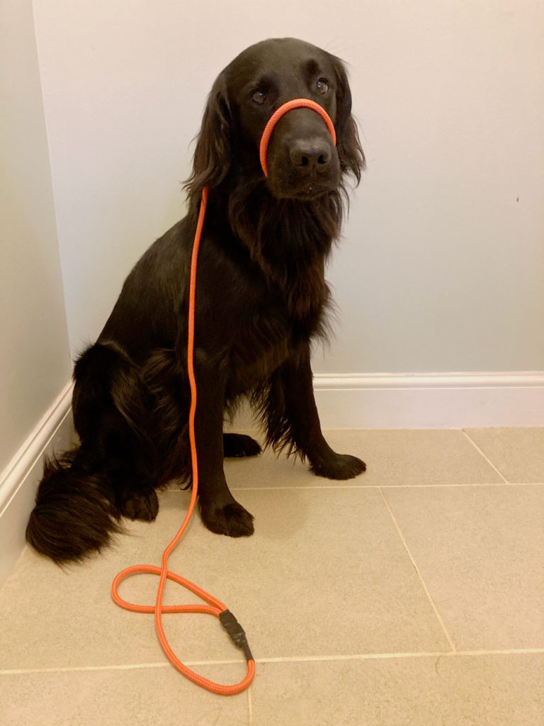 Figure of 8 Lead Gundog Leads