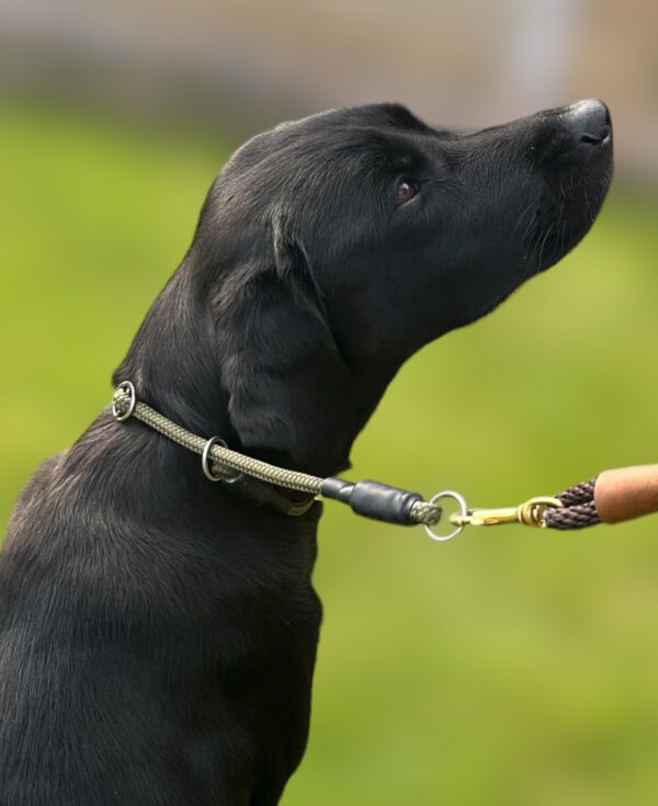 Training Collar - Image 2