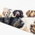 Labradoodle