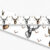 Stag